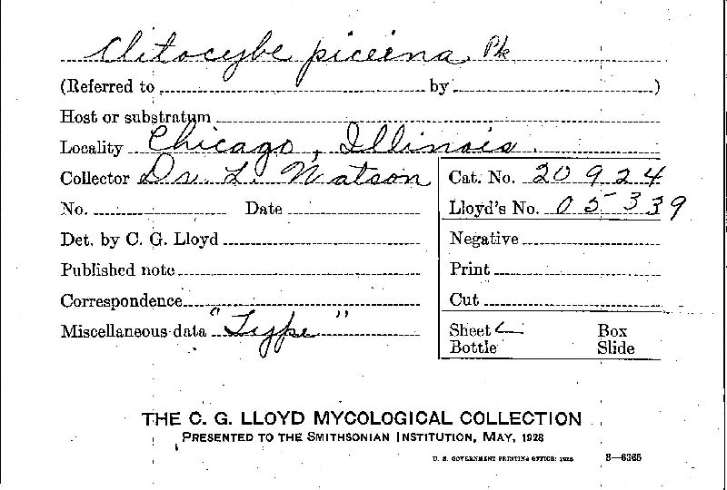 Clitocybe piceina image