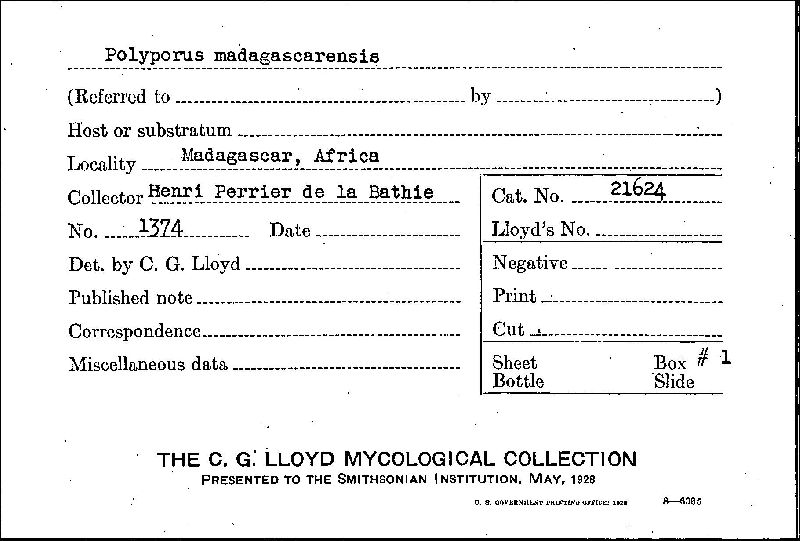 Polyporus madagascarensis image