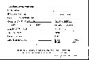 Scleroderma tenerum image