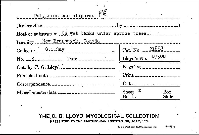 Polyporus caeruliporus image