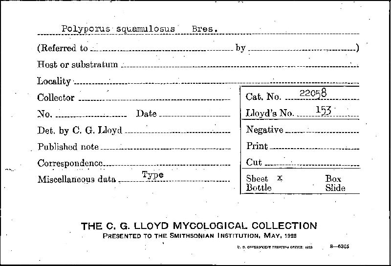 Tyromyces squamulosus image