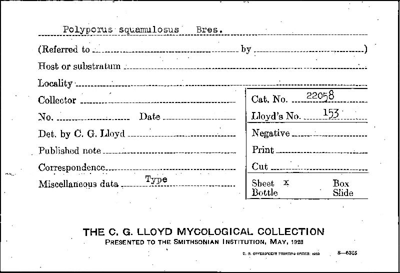 Tyromyces squamulosus image