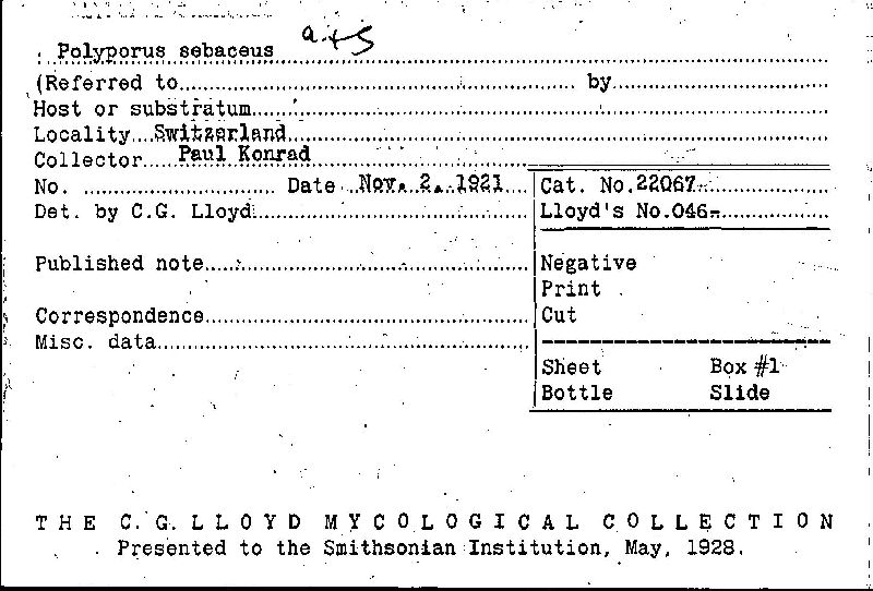 Polyporus sebaceus image