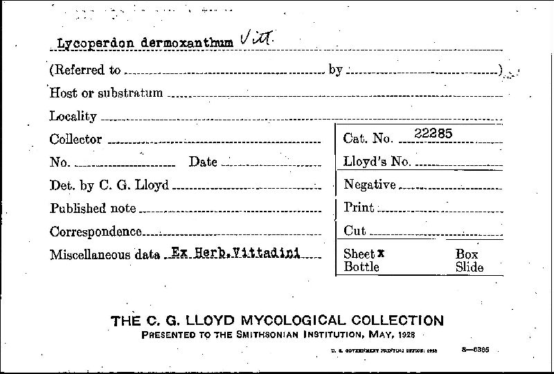 Lycoperdon dermoxanthum image