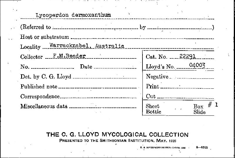 Lycoperdon dermoxanthum image