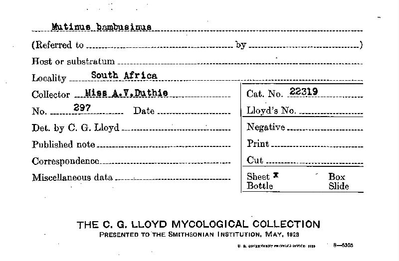 Mutinus bambusinus image