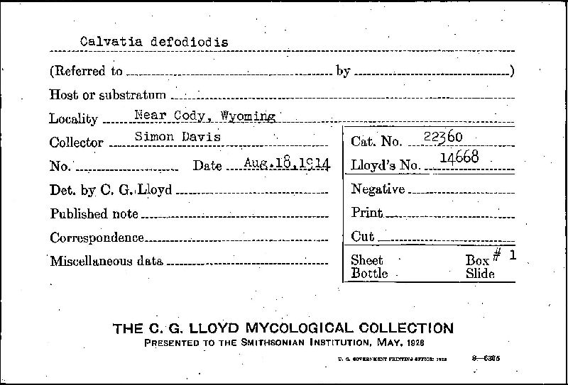 Calvatia defodiodis image