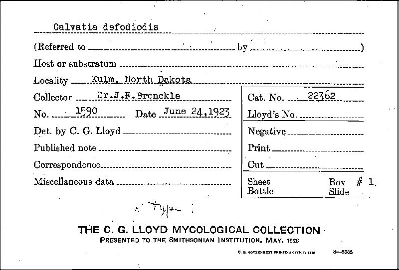 Calvatia defodiodis image