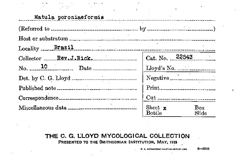 Matula poroniaeformis image