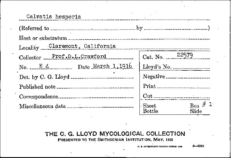 Gastropila hesperia image