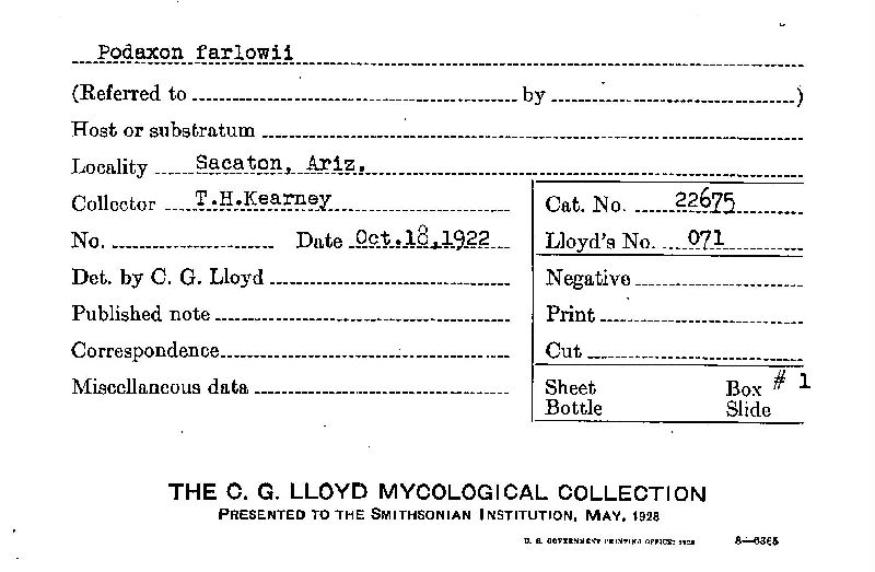 Podaxon farlowii image