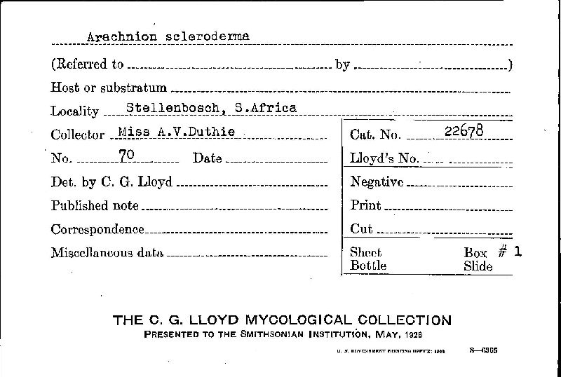 Arachnion scleroderma image