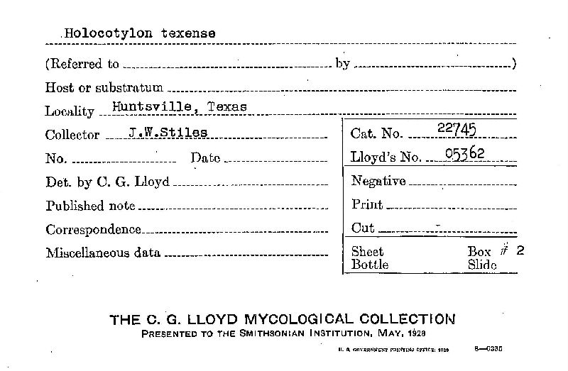 Holocotylon texense image