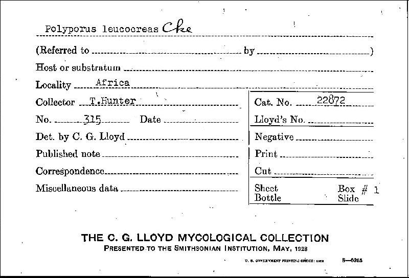 Ganoderma leucocreas image