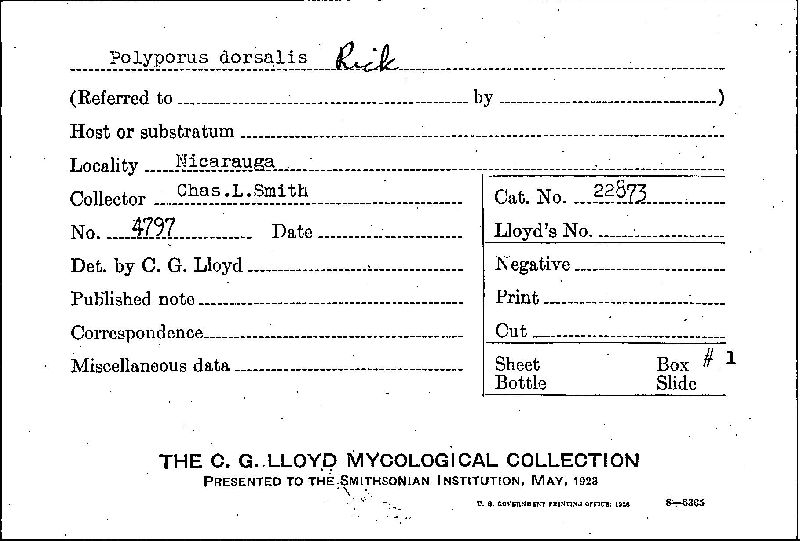 Ganoderma dorsale image