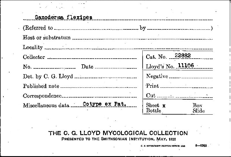 Ganoderma flexipes image