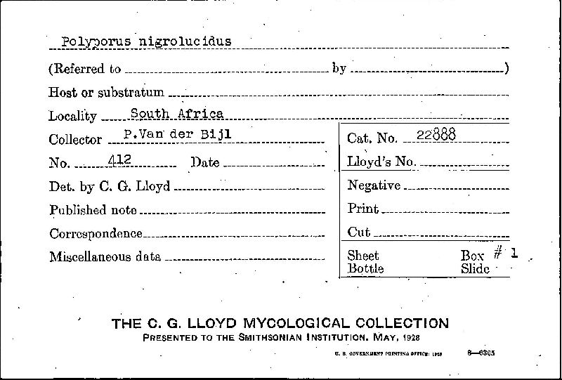 Polyporus nigrolucidus image