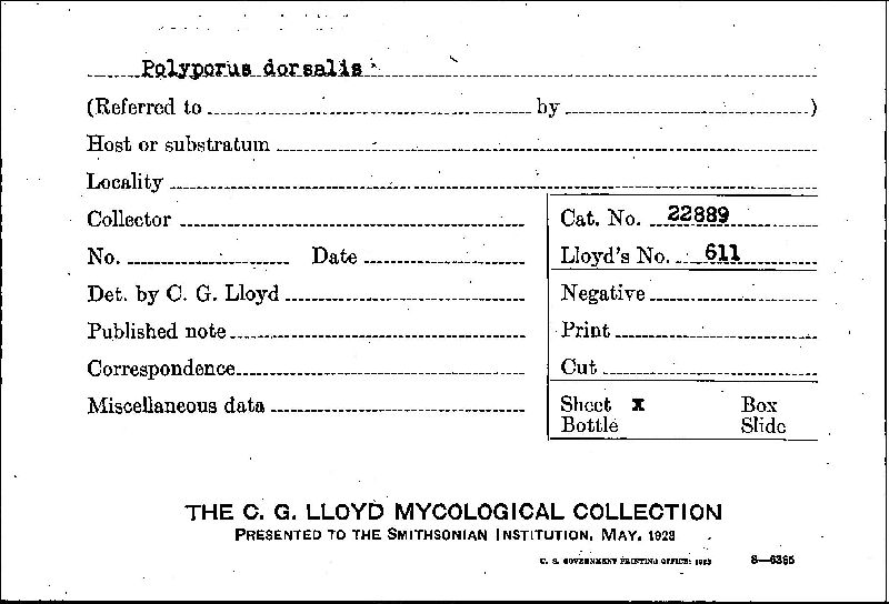 Ganoderma dorsale image