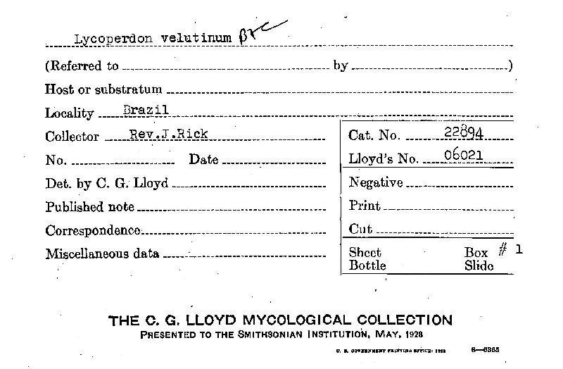 Lycoperdon velutinum image