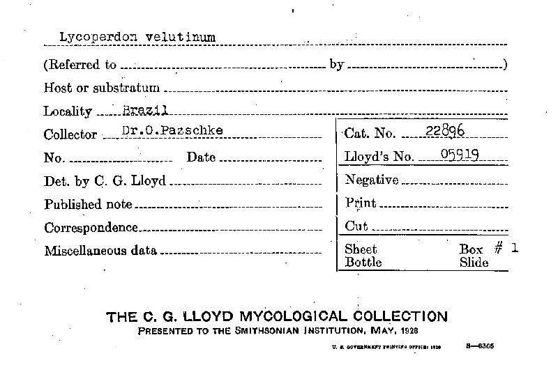 Lycoperdon velutinum image