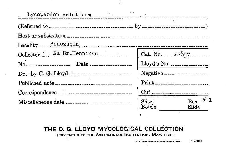 Lycoperdon velutinum image