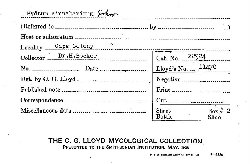 Hydnum cinnabarinum image