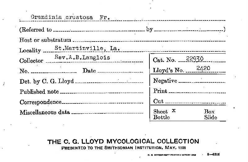 Basidioradulum crustosum image