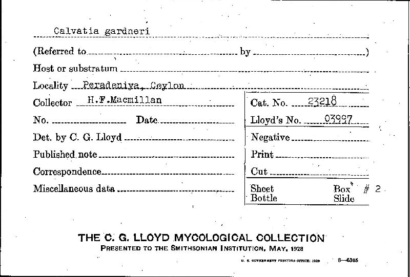 Calvatia gardneri image