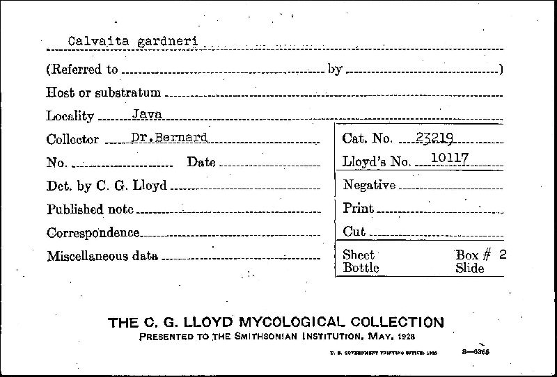 Calvatia gardneri image