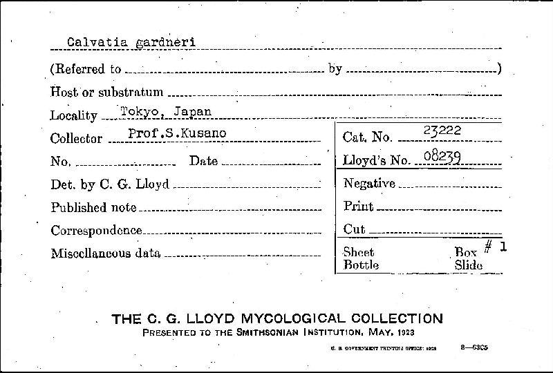 Calvatia gardneri image