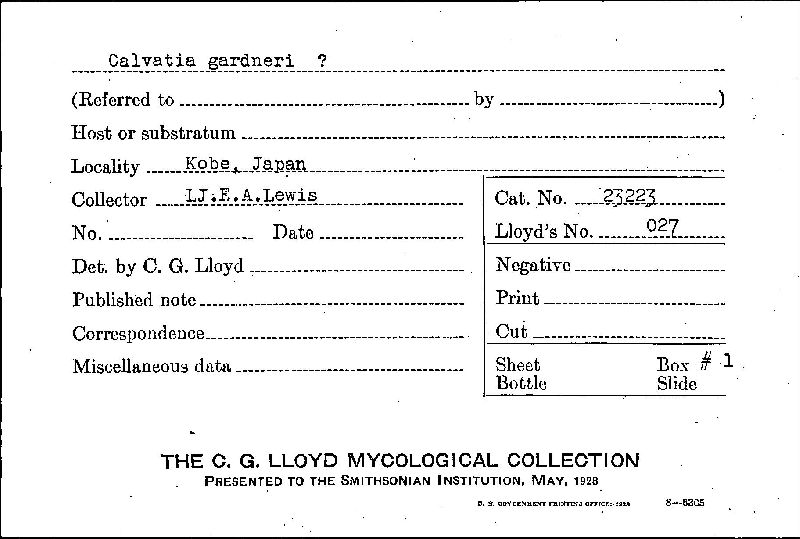 Calvatia gardneri image