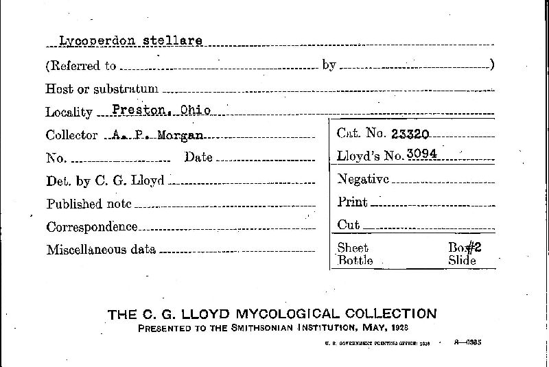 Lycoperdon stellare image