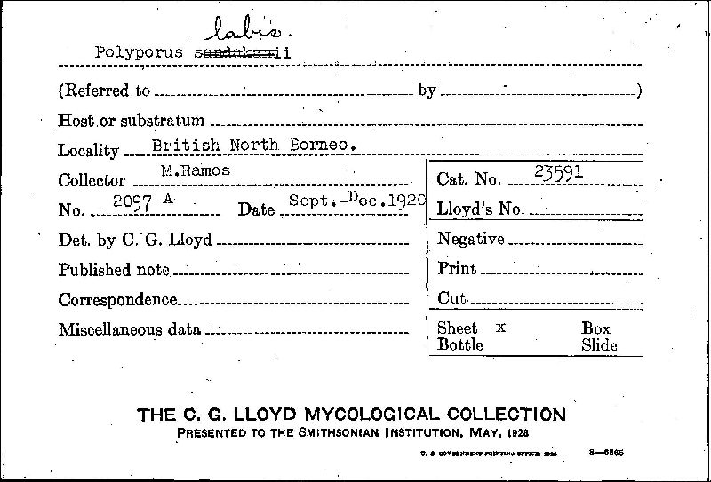 Polyporus labis image