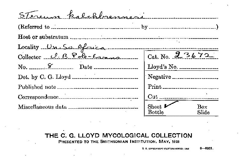 Stereum kalchbrenneri image