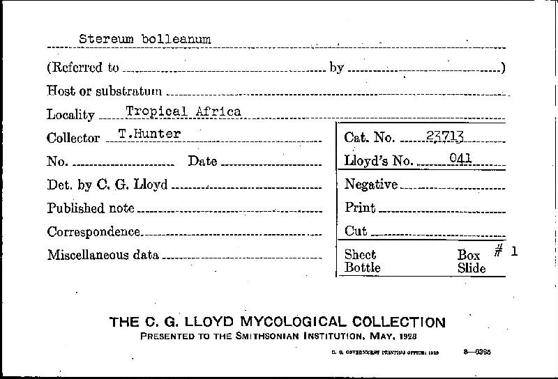 Stereum bolleanum image