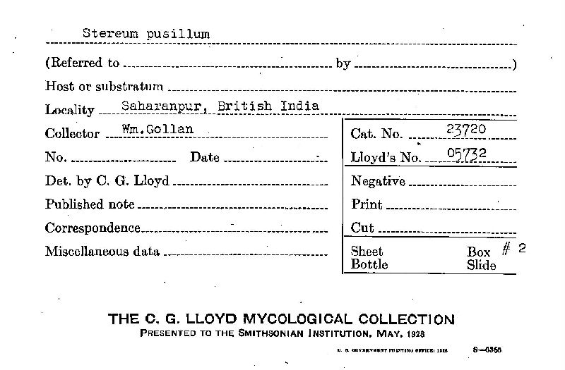 Stereum pusillum image