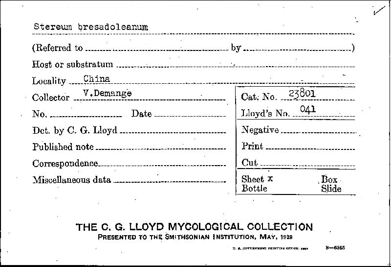 Stereum bresadoleanum image