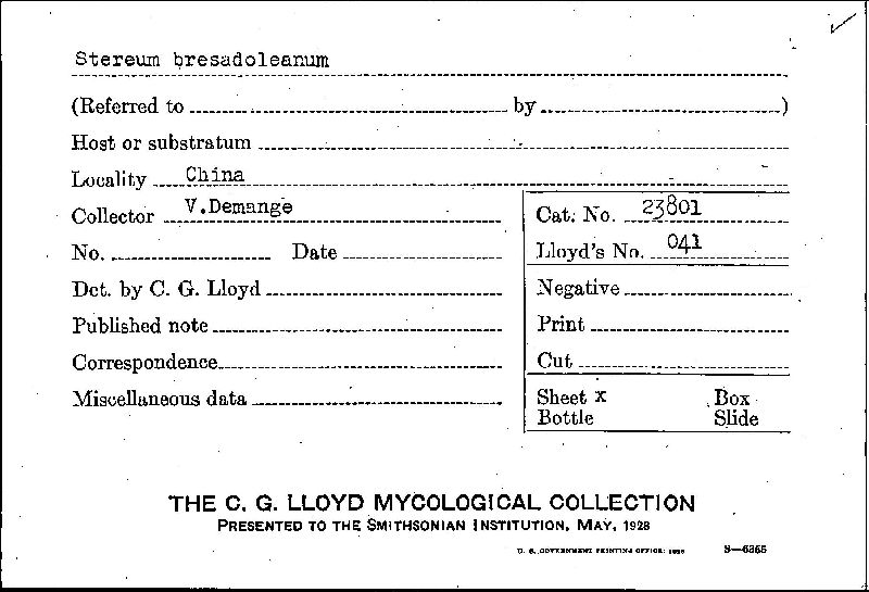 Stereum bresadoleanum image