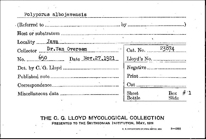 Polyporus albojavensis image