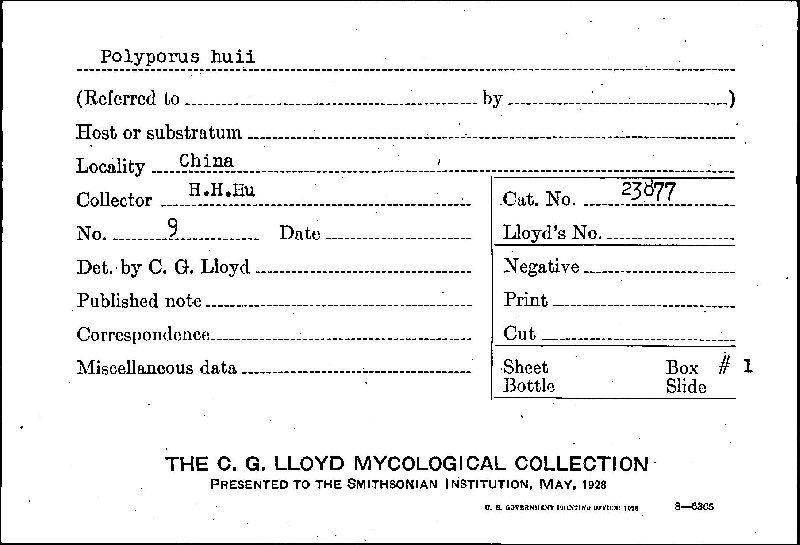 Polyporus huii image