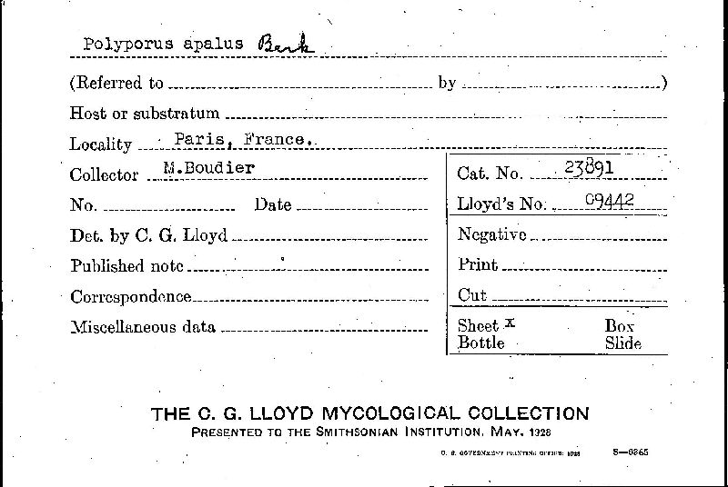 Polyporus apalus image