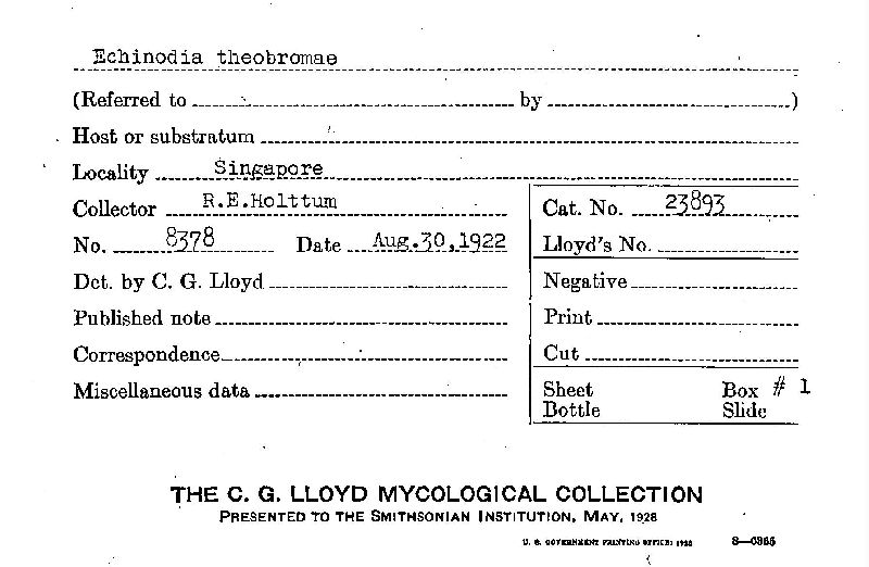 Echinodia theobromae image