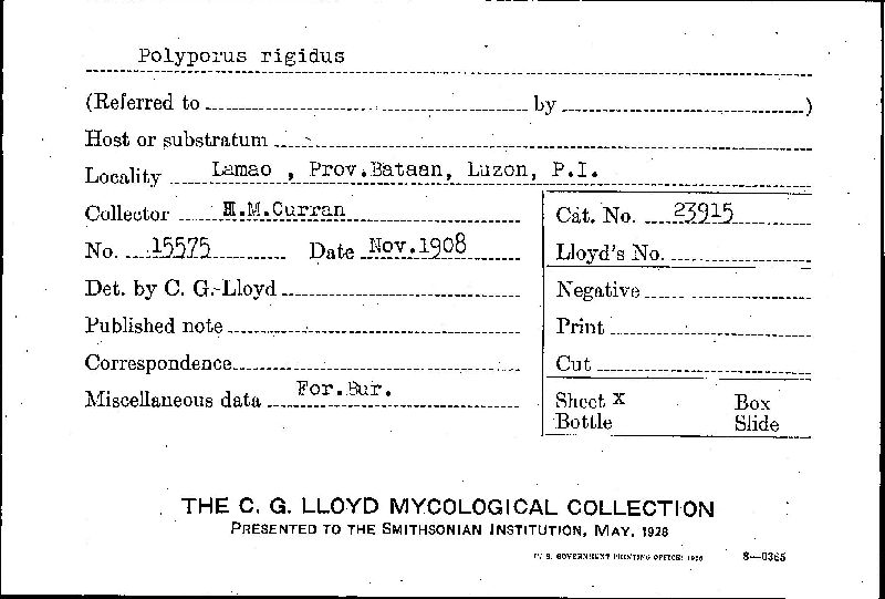 Polyporus rigidus image