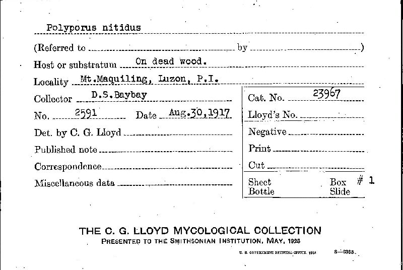 Ganoderma nitidum image