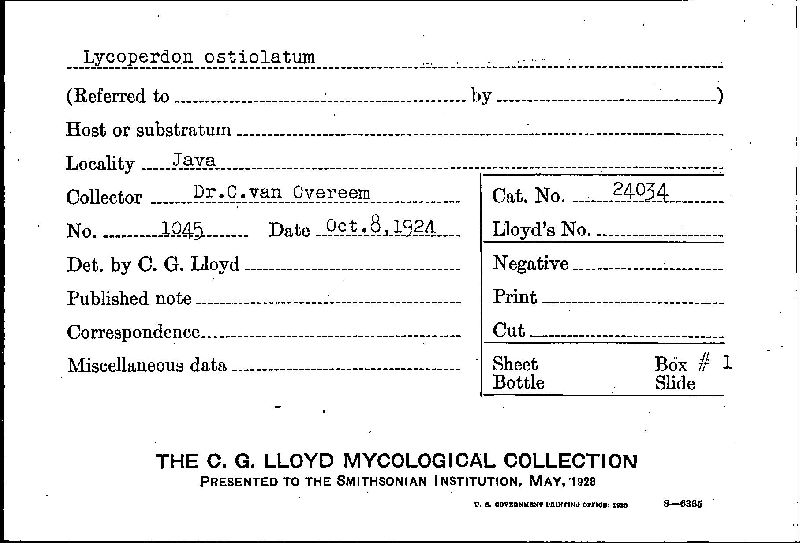 Lycoperdon ostiolatum image