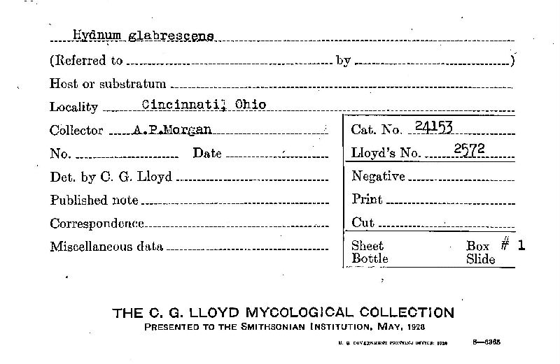 Hydnum glabrescens image
