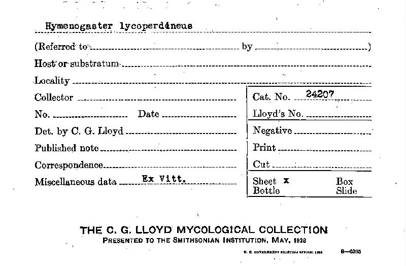 Hymenogaster lycoperdineus image