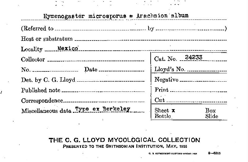 Hymenogaster microsporus image