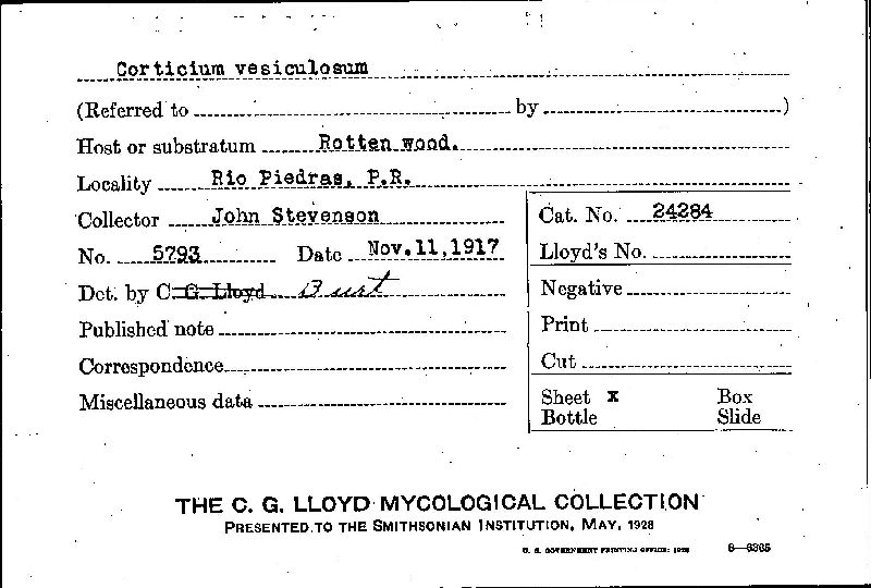 Corticium vesiculosum image