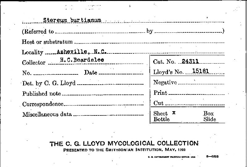 Stereum burtianum image